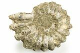 Bumpy Ammonite (Douvilleiceras) Fossil #308062-1